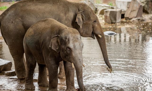Picture of elephant