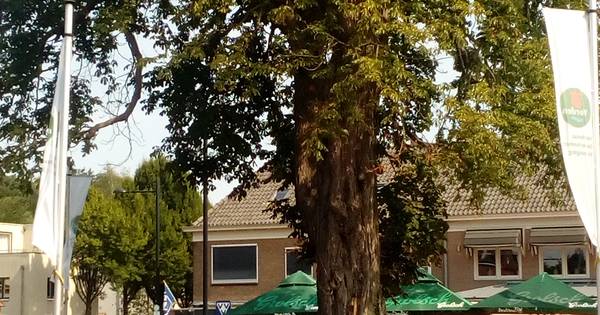Monumentale kastanje bij kerk Vorden vandaag vlak