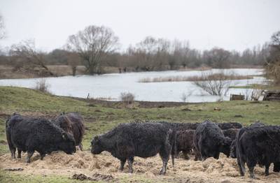 Hoogwater drijft Galloway's samen
