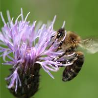 Veel honingbijen overleven de winter niet: ‘Veel planten en bloemen kunnen een verschil maken’