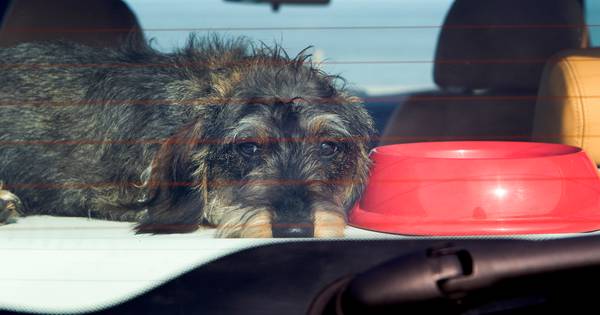 Meer dierenbeulerij in coronatijd: 'Soms is het een ravage qua botbreuken' - BD.nl