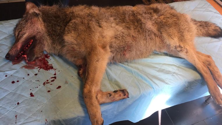 In Drenthe aangereden wilde wolf kwam uit noorden Duitsland - Volkskrant