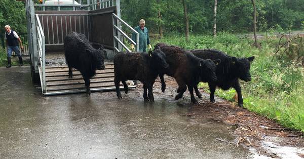 Galloways losgelaten in natuurgebied Looserplas in Budel-Dorplein