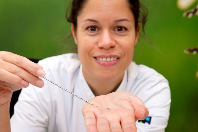 Chirurg Patricia Jansen toont het magneetzaadje waarmee de tumor in een borst wordt 'gemarkeerd'.