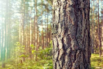 Plus de 40% des espèces d'arbres menacées d'extinction en Europe