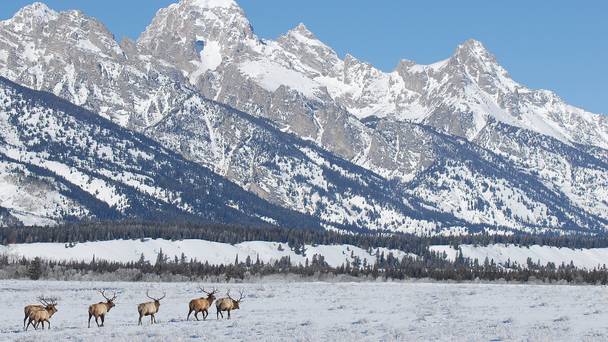 Yellowstone: The Wildest Winter