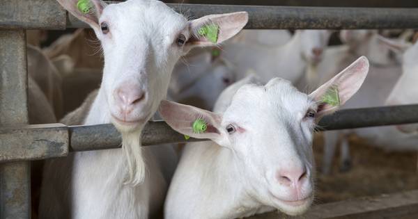 Alle betrokkenen praten in Rossum over uitbreiding geitenhouderij: 'Die geiten? Niet in onze achtert