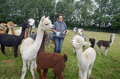 Geboortegolf bij alpacafarm in Kerkwerve: ze zijn écht zo lief als ze eruitzien
