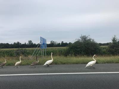 ‘Koppige zwanenfamilie’ op A12 zorgt voor overlast, rechterrijstrook dicht