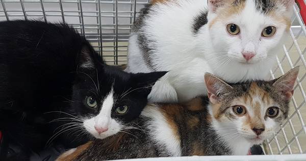 Poezen en kat in doos gedumpt in Hoograven - De Gelderlander