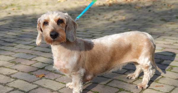 Teckel Limo is na 11 jaar (!) weer terecht: 'Mooi en tegelijk treurig verhaal' - Tubantia