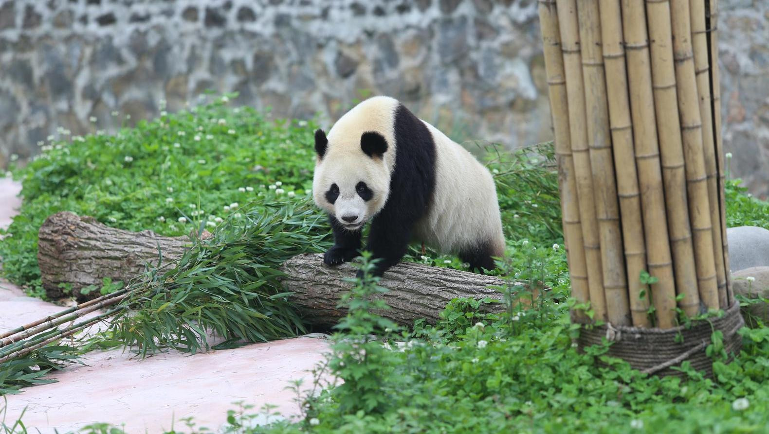 Chinese Ambassadeur Keurt Pandasia In Ouwehands Dierenpark Foto