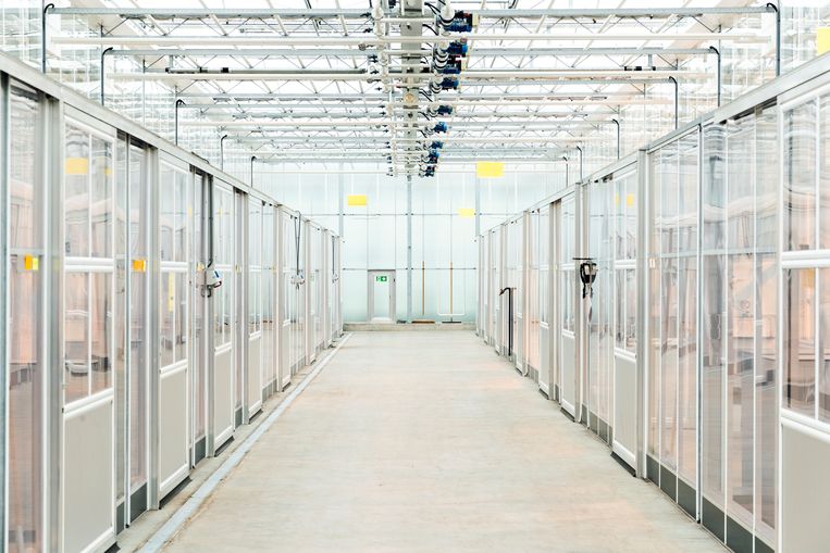 Het veredelingslaboratorium van Rijk Zwaan in De Lier. Beeld Jiri Buller