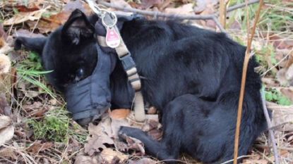 Jonge hond wordt op amper 50 meter van asiel gedumpt en vriest dood