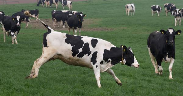 Huppelend gaan de koeien van Emiel Stam de wei in
