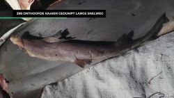 298 onthoofde haaien gedumpt langs snelweg