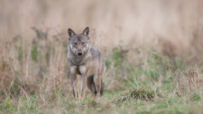 Tien schapen doodgebeten in Ranst: zeker niet het werk van wolvin Naya