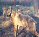 ‘Wolvin Naya is vermoord en ik weet door wie’