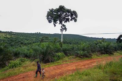 Le Gabon récompensé pour ses efforts contre la déforestation