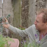 “5x mugwerende planten voor zwoele zomeravonden”