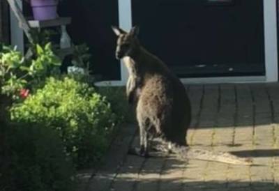 Wallaby glipt in hartje Winterswijk uit de handen van Olette
