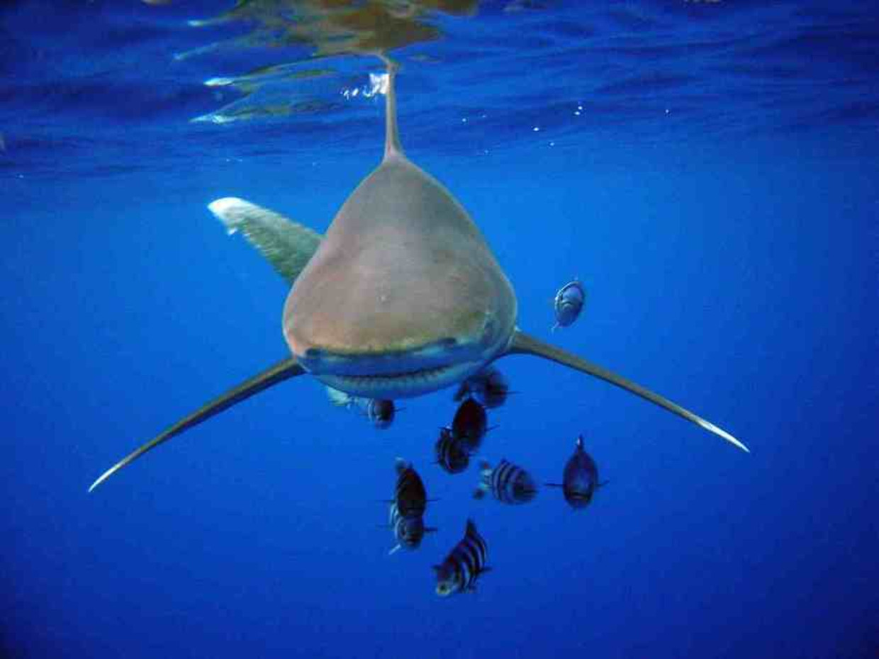 Рыба лоцман и акула тип. Океаническая длиннокрылая акула. Длинноплавниковая акула. Лонгиманус акула. Длиннокрылая (океаническая длинноплавниковая).