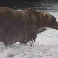 Nieuwe winnaar ‘Fat Bear Week’ in Alaska is een ‘familiaire pluizenbol’