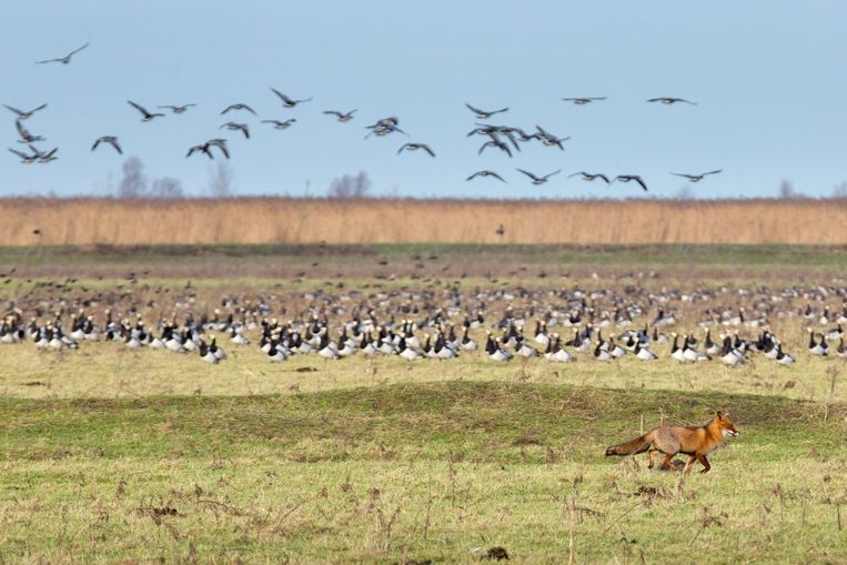 Hoe de Oostvaardersplassen er nu bij liggen, na felle discussies over herten, het waterpeil en jonge