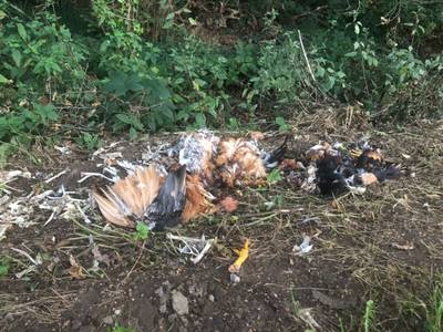 Resten van geslachte kippen gevonden in de berm in Silvolde