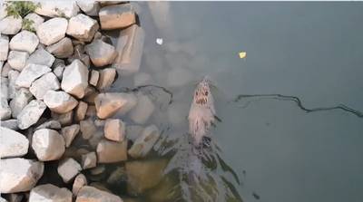 Een bever in de Waalhaven van Nijmegen: bekijk de beelden