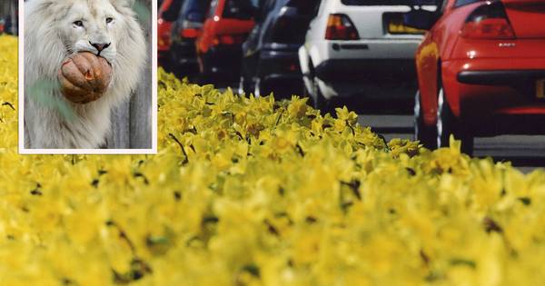 Toezicht parkeren Ouwehands strenger | Binnenland - AD.nl
