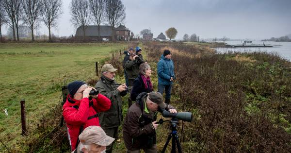 Op zoek naar de brilduiker en het witgatje in de Maneswaard