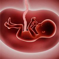 Beste ongeboren baby, ook als het over uw lot gaat, geldt dus het recht van de sterkste