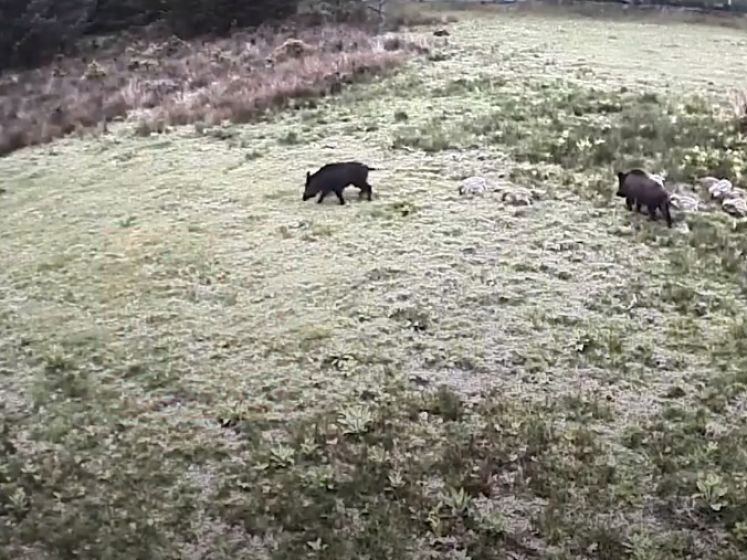 Te veel wilde zwijnen op de Veluwe door massale toeloop toeristen