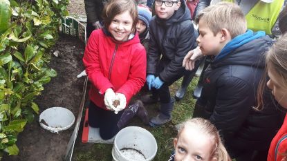 De Zonnevlier helpt bij paddenoverzet