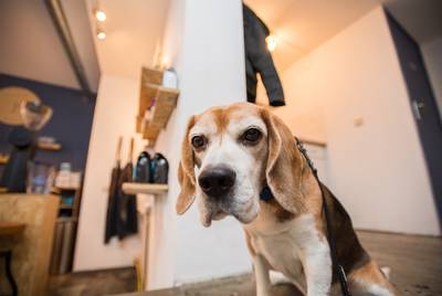 Van kanker genezen 'general manager' Joey kwispelt als vanouds