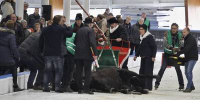 Paard valt dood neer tijdens NK Arresleerijden, evenement beëindigd
