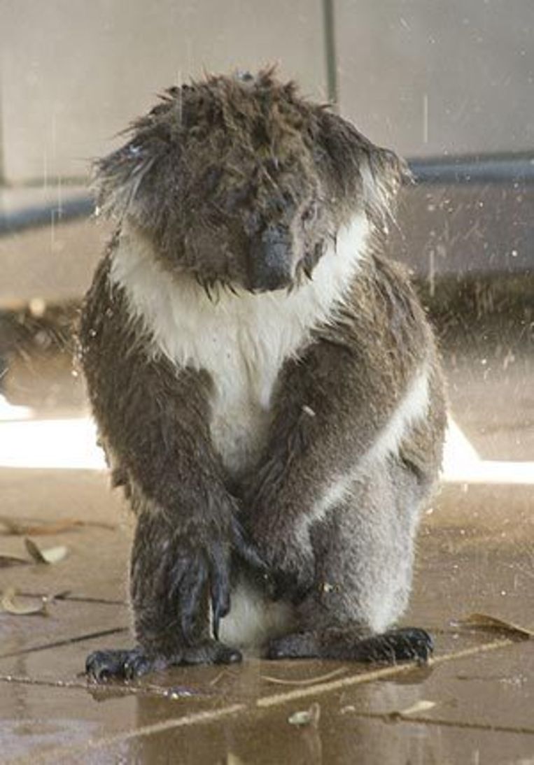 Gruwelijke taferelen door extreem weer in Australië | Weernieuws | Wetenschap & Planeet | HLN