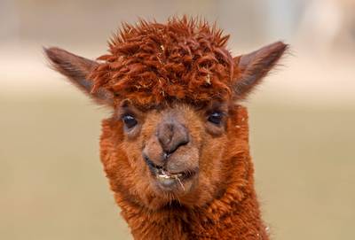 Alpaca op visite bij Franse opticien