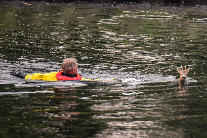 Hert uit kanaal Tilburg gered