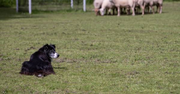 Kuddes schapen drijvende kracht achter bloeiende flora en fauna in Willemstad