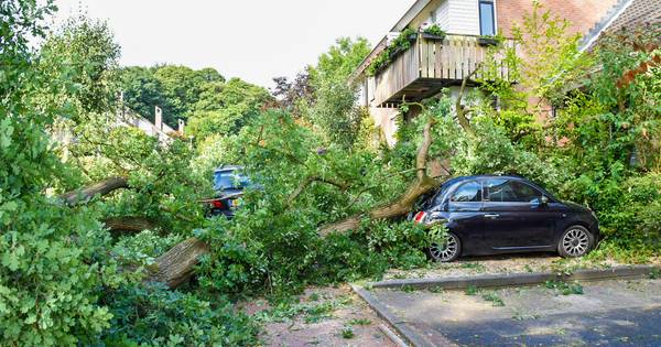 Boom valt op auto's in Heveadorp