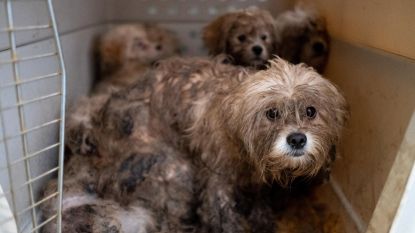 Dierenbescherming Mechelen | HLN