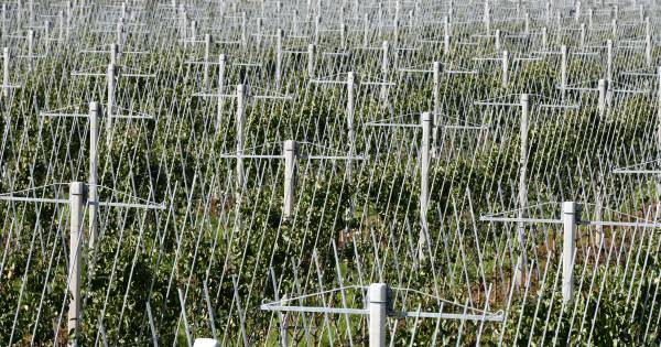 Perenbomen van Hakkert krijgen een 'v-hals'