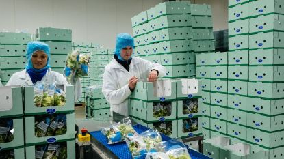 Delhaize Belgie Hln