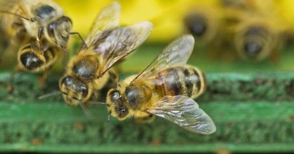 2 miljoen dode bijen: Nog maanden onzekerheid voor verdachte kweker uit Molenschot