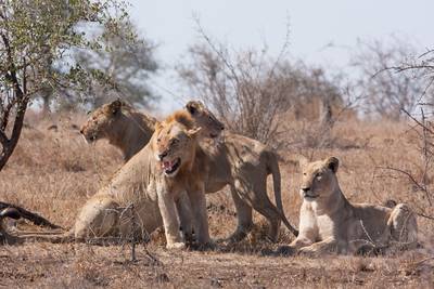 Leeuwen verslinden stropers in Zuid-Afrikaans reservaat