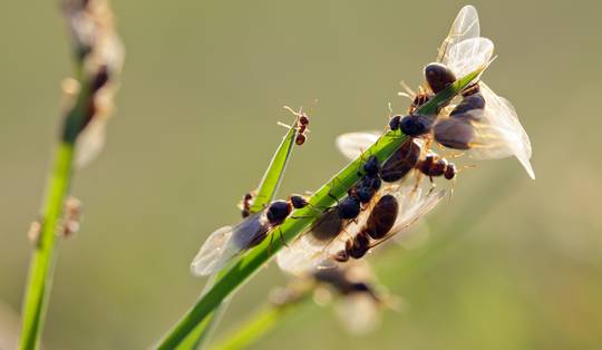 Waar komen al die vliegende mieren plots vandaan? ‘Hoge temperaturen en voldoende luchtvochtigheid’