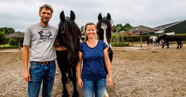 Paarden genieten van onbezorgde oude dag in Esbeek