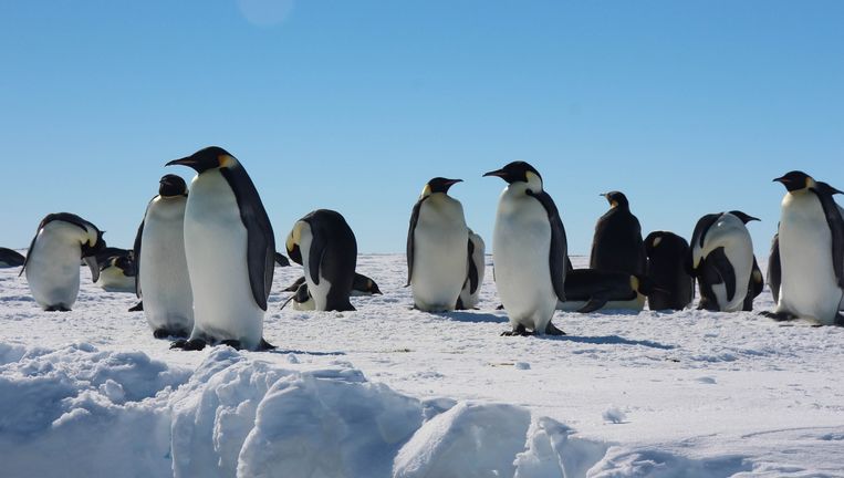 ook pinguins wordt het soms te koud onder de voeten de volkskrant
